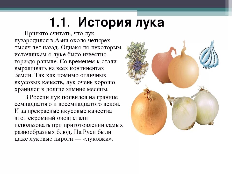 Лук репчатый рассказ. Лук репчатый Страна происхождения. Рассказ о репчатом луке. Лук репчатый класс