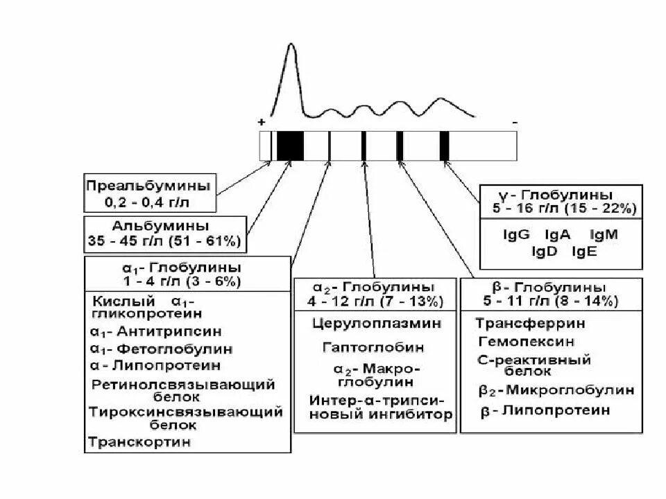 Белки фракции глобулинов. Белковые фракции плазмы крови биохимия. Электрофорез белковых фракций норма. Таблица белковые фракции биохимия. Белковые фракции альбумины глобулины.