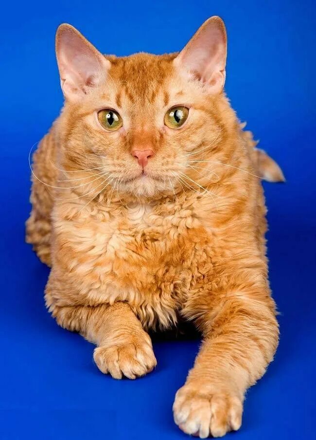 Уральский кот. Уральский кот. Уральский корниш рекс. Уральский корниш рекс. Уральский рекс короткошерстный.