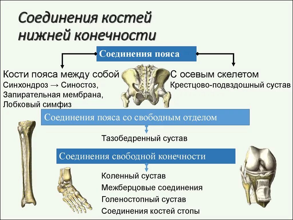 Соединение костей скелета нижней конечности. Кости и соединения костей нижней конечности. Соединения костей нижней конечности таблица. Соединение костей пояса нижней конечности вид спереди.