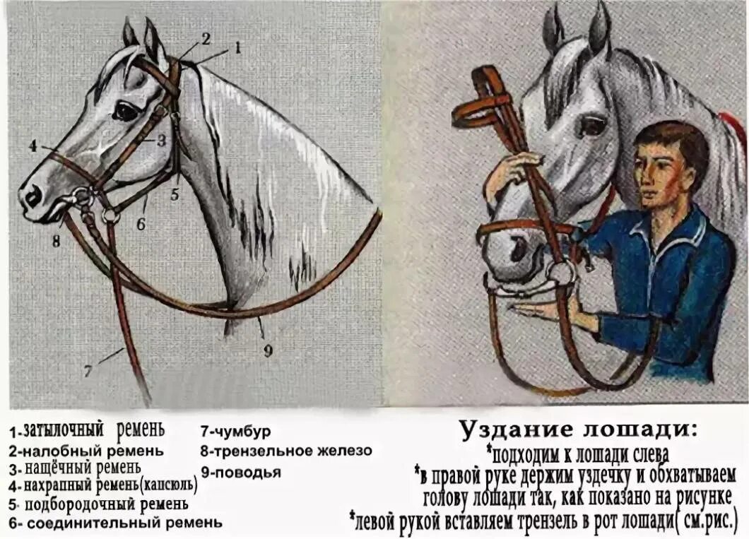 Что значит уздечку