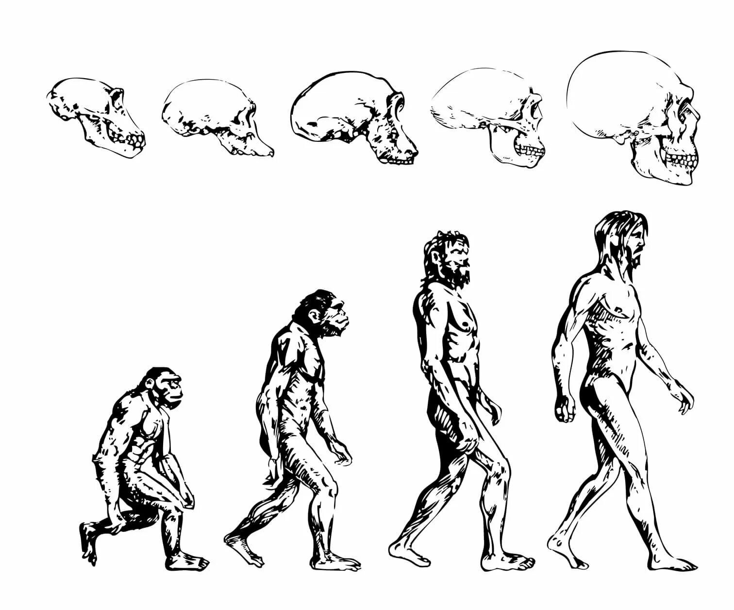 Культура эволюции человека. Эволюция человека хомо сапиенс. Эволюция человека Антропогенез. Человек Эволюция и антропология. Эволюция человека рисунок.