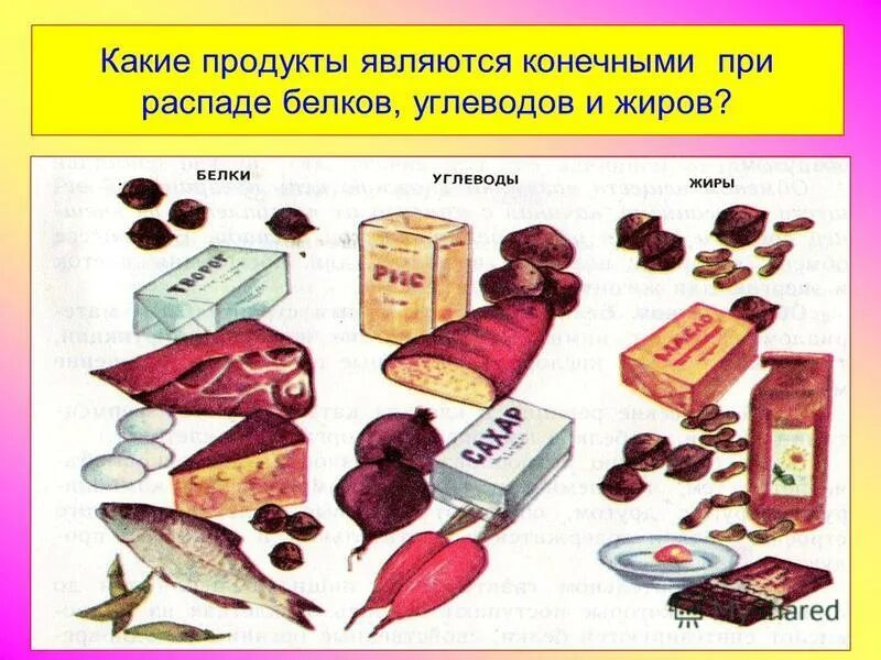 Конечными продуктами распада белков являются. Распад продукты жиров и углеводов. Что является продуктами распада белков жиров и углеводов. Конечными продуктами распада углеводов являются.