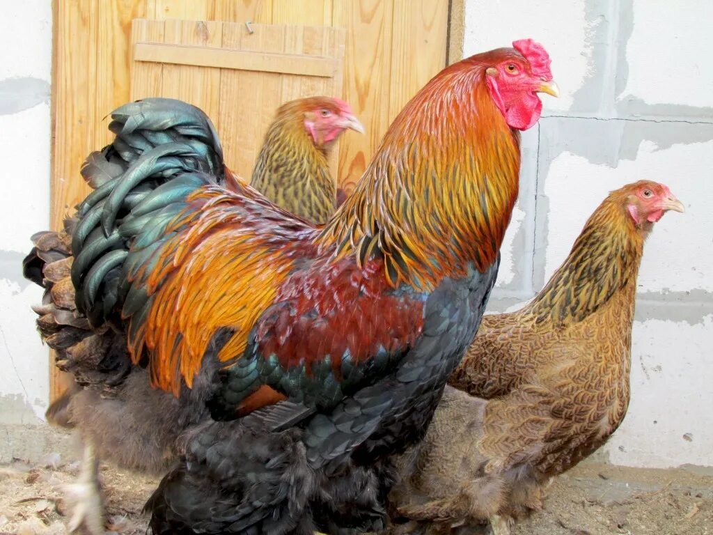 Фото породы брама. Брама куропатчатая. брама светлая куропатчатая. куры брама куропатчатая. петух брама куропатчатая.