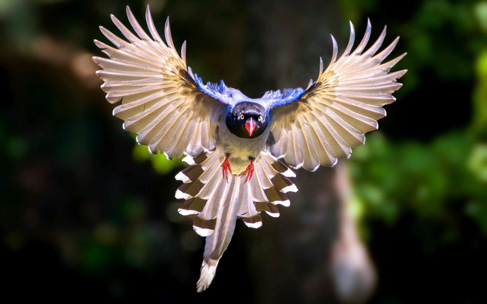 белоголовый орлан в полете. крылья хищных птиц строение. крыло птицы. строение крыльев. без крыльев а быстрее птицы.