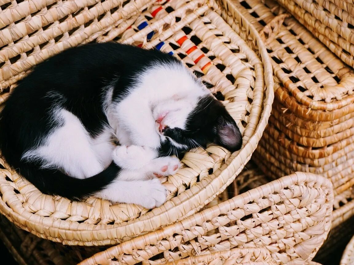 К чему снятся кошки женщине много. Черный котенок в корзинке. Кот спит в корзинке. Бамбуковая кошка. Кот лежит в корзинке.