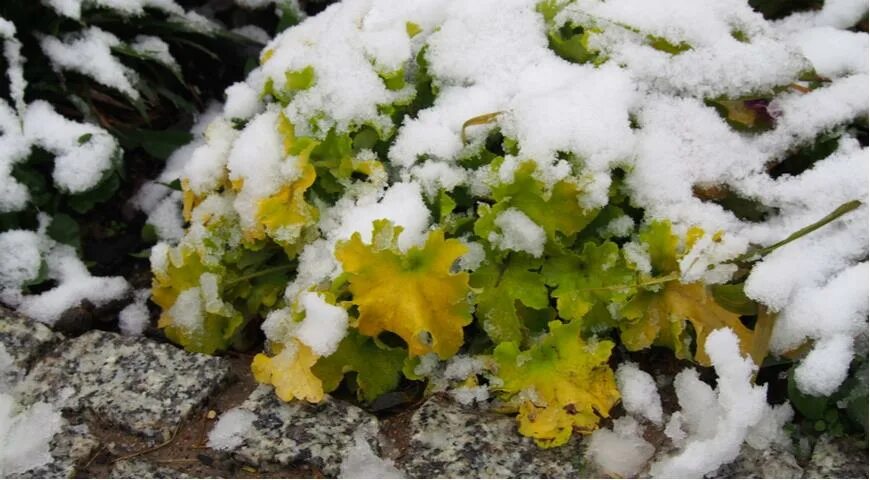 Гейхера после зимы. Гейхера зимой. гейхера spring snow. гейхера зимовка. гейхера весной после зимы.