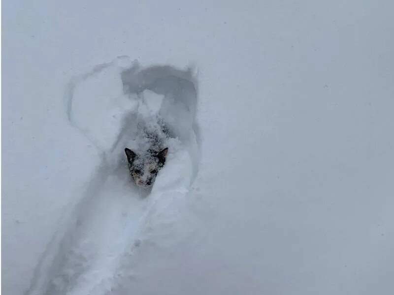 На сугробах видны. Кот впервые увидел снег. Кот лезет через сугроб.