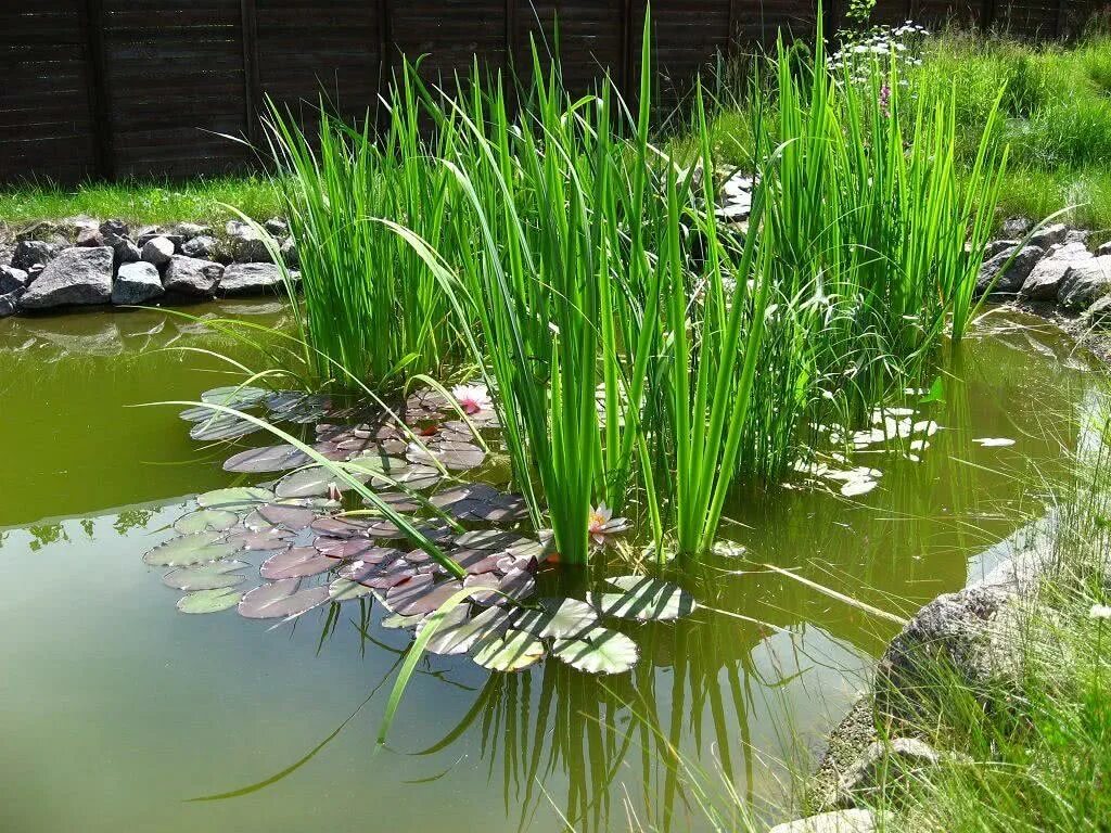 Камыш водоем. АИР болотный (Acorus Calamus). Камыш тростник рогоз АИР. Рогоз и Ирис болотный. АИР обыкновенный цветет.