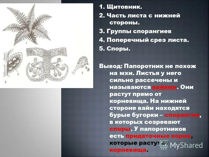 вывод по проблеме урока. выводы по особенностям строения папоротников. вывод папоротника. сходство папоротникообразных и мхов. интересные факты о папоротниках.
