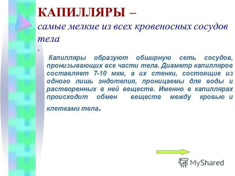 стенка капилляра состоит. строение стенки кровеносных сосудов. толщина артерии. диаметр капилляров составляет. передвижение эритроцита.