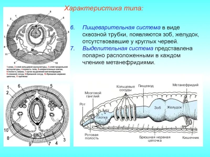 Сквозной кишечник у червей. Тип выделительной системы кольчатых червей. Выделительная система кольчатых червей. Тип кольчатые черви выделительная система. Строение кольчатого червя выделительная система.