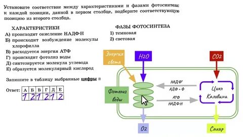 Расходуется атф фаза