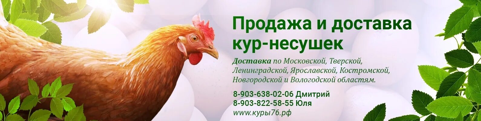 Купить кур с доставкой московская область. Несушки на птицефабрике. Птицефабрика кур несушек. Реклама продажи курицы. Баннер куры несушки.