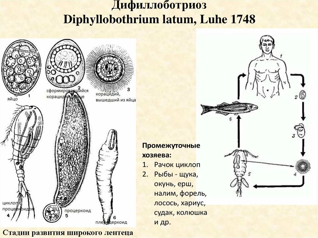 Diphyllobothrium жизненный цикл. Строение лентеца широкого (Diphyllobothrium latum). Diphyllobothrium latum промежуточный хозяин. Diphyllobothrium latum инвазионная стадия.