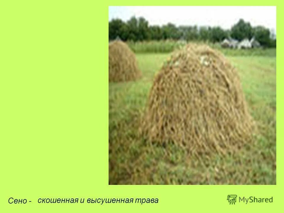 пенсионеры в огороде. косить траву в деревне. дедушка в огороде. седой мужчина. лесничий картина.