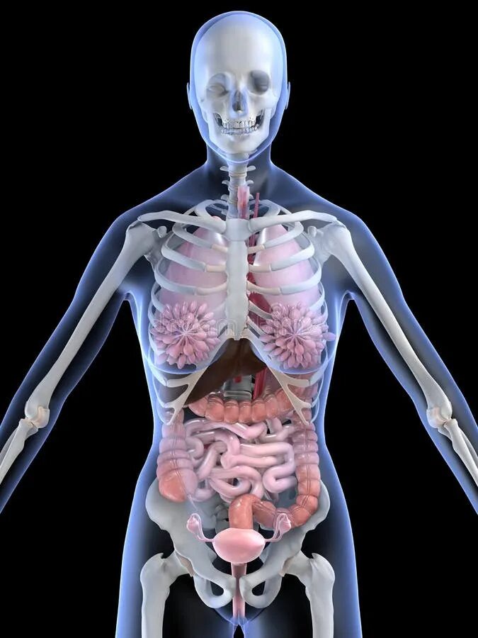 Скелет человека с внутренними органами. Женский скелет человека с органами.