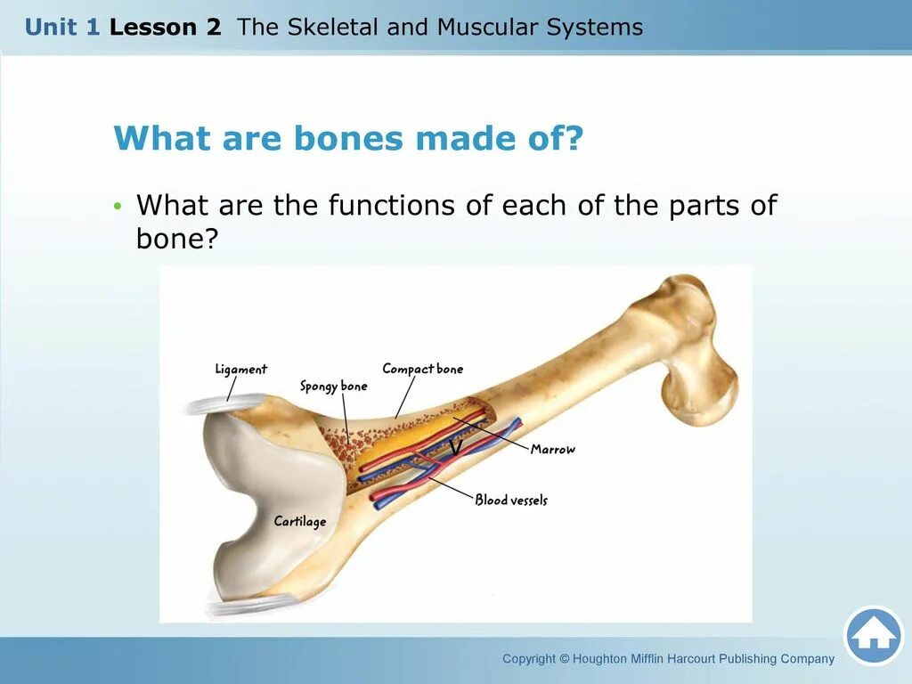 What are the functions of the skeletal and muscular System. What is Compact Bone. V-Bones.