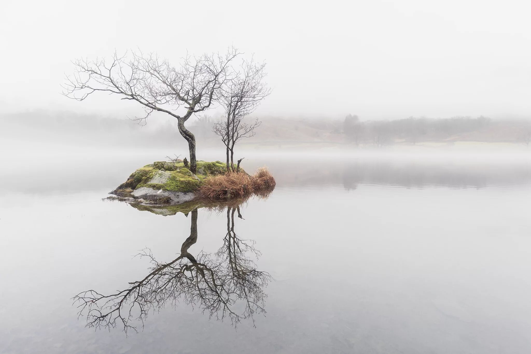 Ветвь туманного дерева. Озеро Леушинский туман. Одинокое дерево в тумане. Дерево в воде. Ветки в тумане.