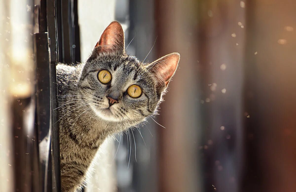 любопытный котенок. любопытно. веселый котик. любознательный кот. любопытство кошек.