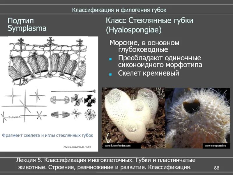 Стеклянные губки. Класс стеклянные губки. Систематика стеклянной губки. Стеклянные губки строение.