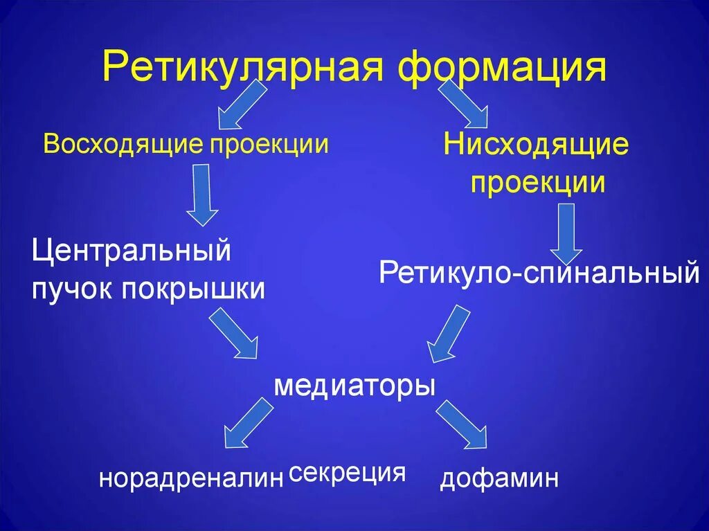 Нисходящая система. Восходящие и нисходящие влияния ретикулярной формации. Нисходящие влияния ретикулярной формации. Медиаторы ретикулярной формации. Проводящие пути ретикулярной формации.