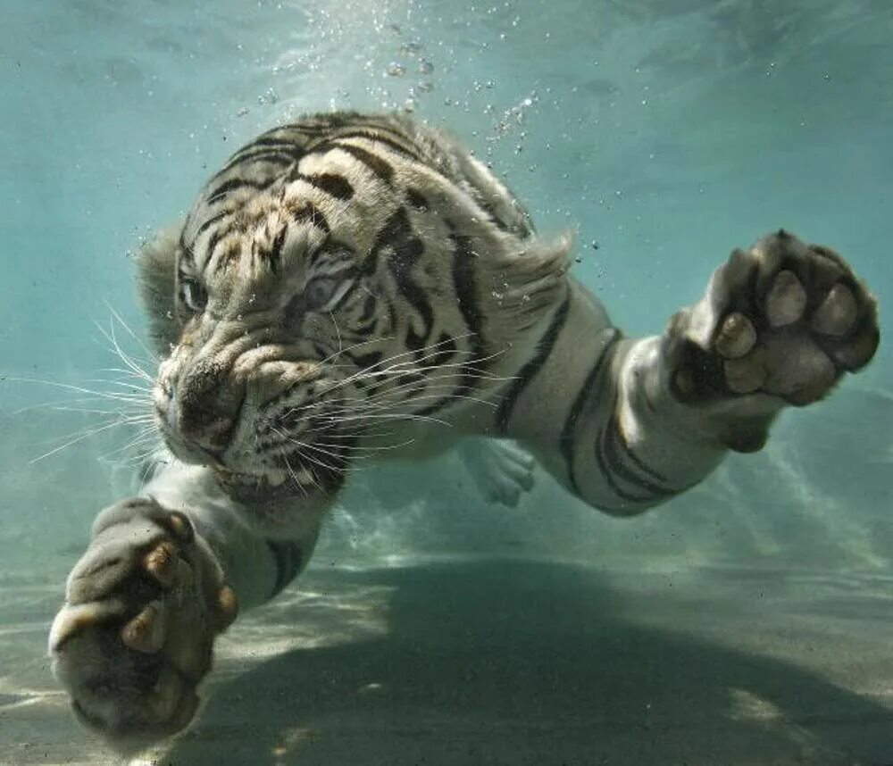 Animals swim