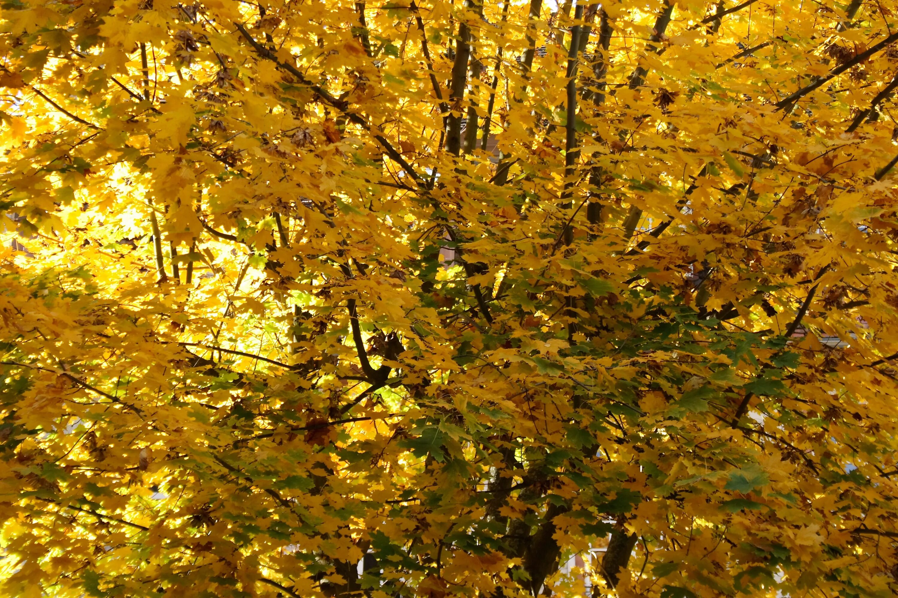 Сайт золотой осени. Золотой клен дерево. Дерево с золотыми листьями. Листья золотые.