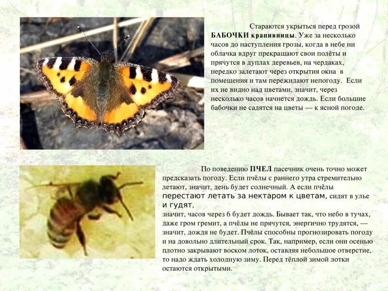 Отношения между крапивницей и домашней пчелой. Бабочка крапивница. Несколько бабочки крапивницы. Окрас крапивница бабочка. Бабочка крапивница описание.