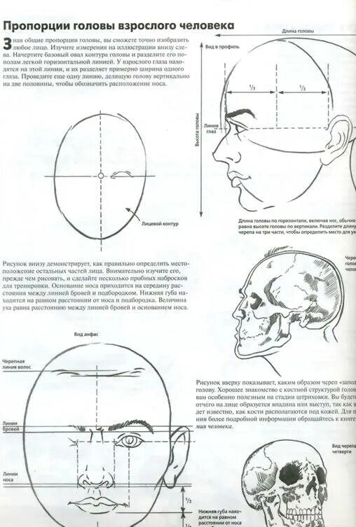 У взрослого человека размер головы занимает. Размер головы человека. Пропорции головы взрослого человека.