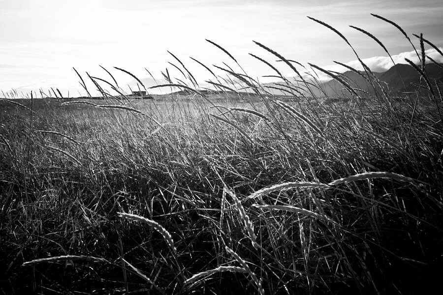 Черная трава песня. Grass Black White. Густая трава Black and White.