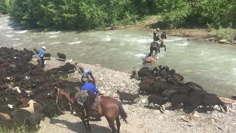 Барашки кчр