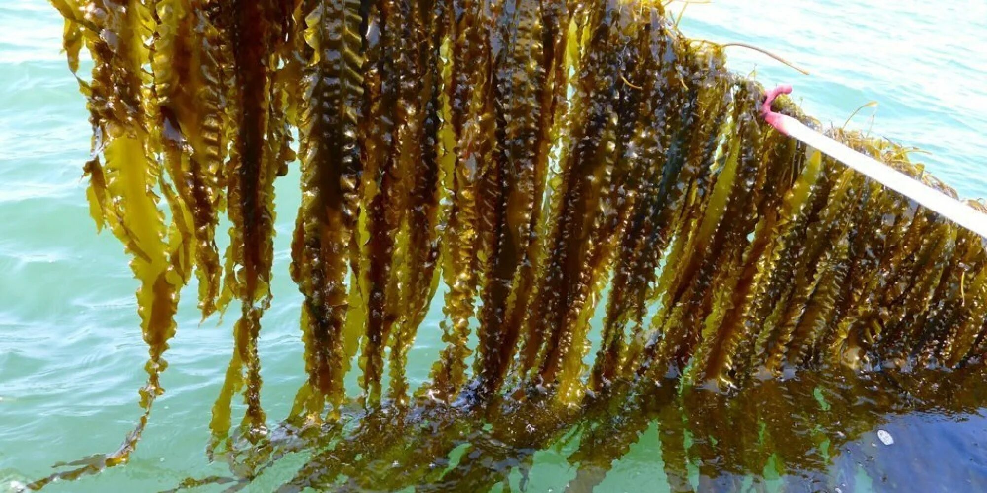 Бурые водоросли где. Морская капуста ламинария. Ламинария японская морская капуста. Бурые водоросли ламинария. Морская капуста ламинарии японского моря.