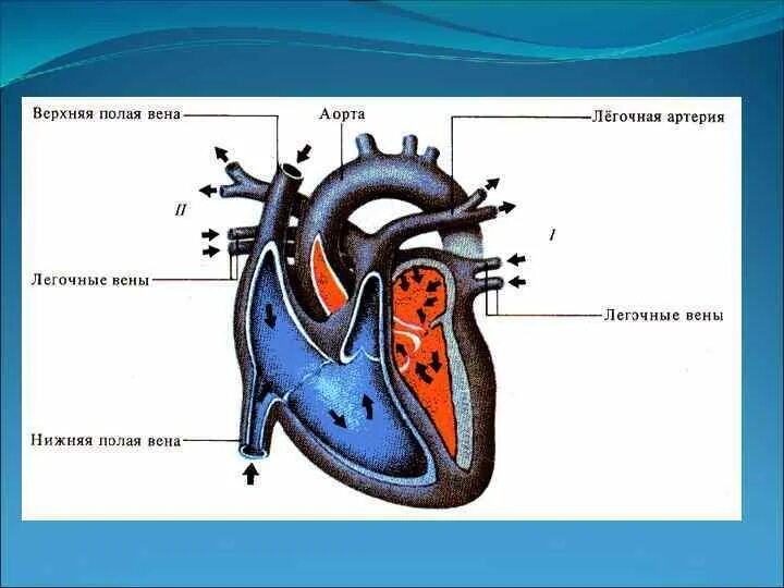 Ток крови через сердце схема. Строение сердца крота. Схему движения токов крови в сердце и строение. Изоляция легочных вен