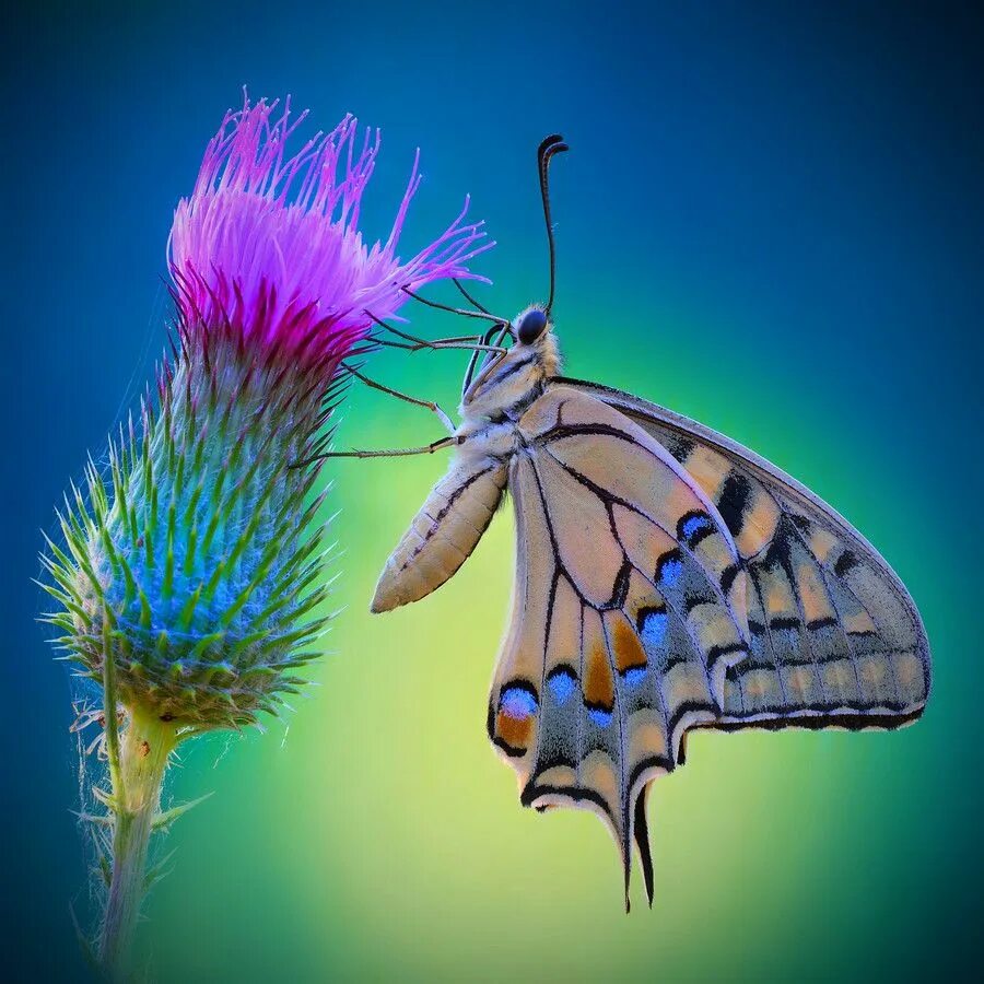 Бабочки живут всего. Бабочки в природе. Бабочки в живой природе. Жизнь бабочек в природе. Мотылек в природе.