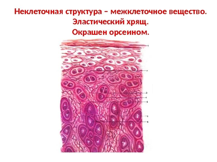 Эластический хрящ гистология препарат. Эластический хрящ гистология препарат