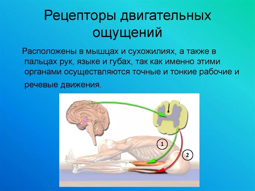 Рецепторы мышечного чувства расположены в. Рецепторы двигательного анализатора находятся в. Рецепторы мышечного чувства находятся. Мышечное чувство анализатор.