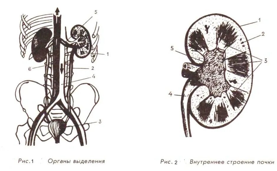 На рисунке 2 изображено строение почки. Выделительная система человека строение почки. Выделительная система строение почки 8 класс. Почки и выделительная система биология 8 класс. Мочевыделительная система анатомия без подписей.