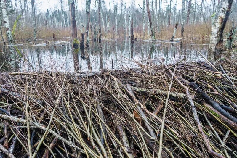 Вода поднялась и затопила бобровую хатку