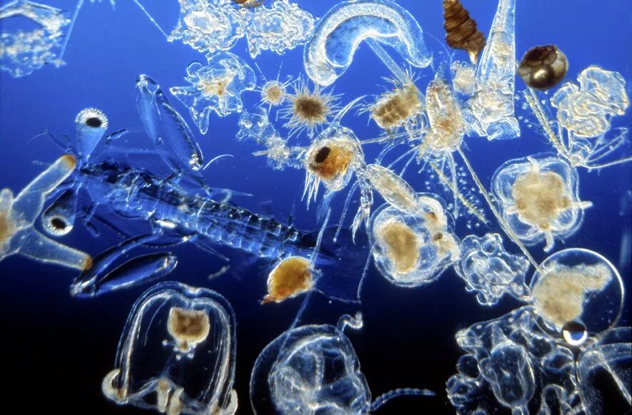 Морской фитопланктон. Планктон зоопланктон. Планктонные ракообразные. Зоопланктон Северного Ледовитого океана. Планктон фитопланктон и зоопланктон.