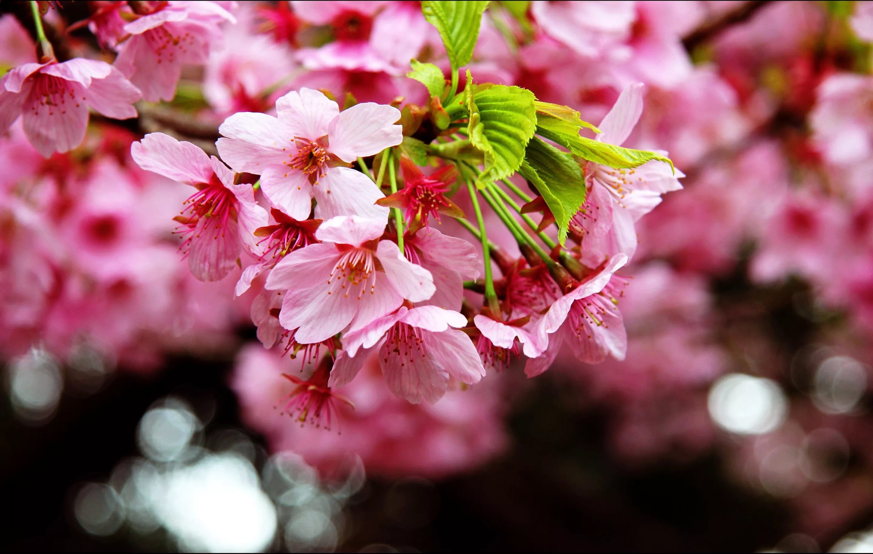 Big blossom. Черри блоссом цветок. Вишня черри блоссом. Сакура черри блоссом дерево. Сакура вишня.