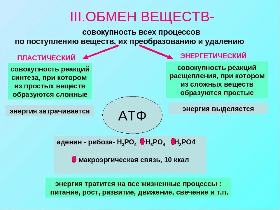 Что такое основной обмен почему. Метаболизм схема 9. Обмен веществ 9 класс. Обменные процессы в организме конспект. Обмен веществ конспект.