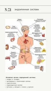Конспект по биологии эндокринная система