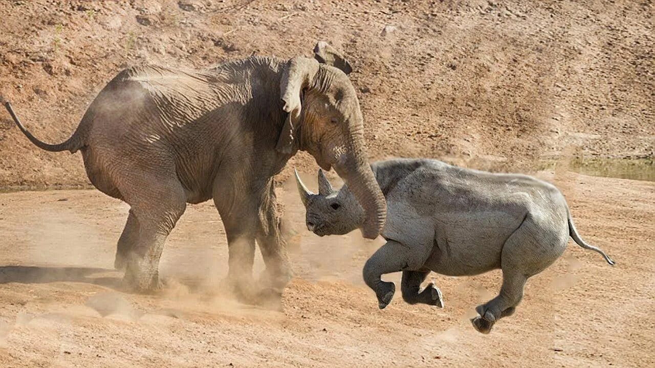 Носорог против бегемота. Слон против Львов, крокодилов, Носорогов.... Бегемот против крокодила носорога слона. Elephant rhino