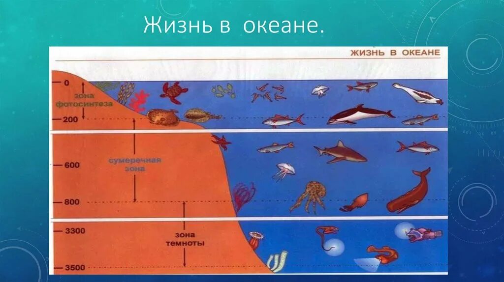 Жизнь в океане и на суше. Морские животные разных глубин. Зоны жизни в океане. Схема жизни в мировом океане. Распределение жизни в океане.