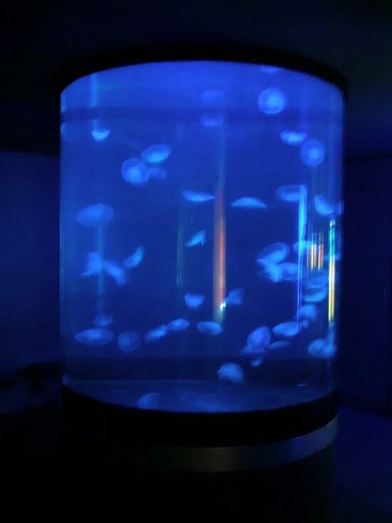 Медуза живая купить. Интерьерный аквариум с медузами. Домашний аквариум с медузами. Медуза в аквариуме Живая. Аквариум с настоящими медузами.
