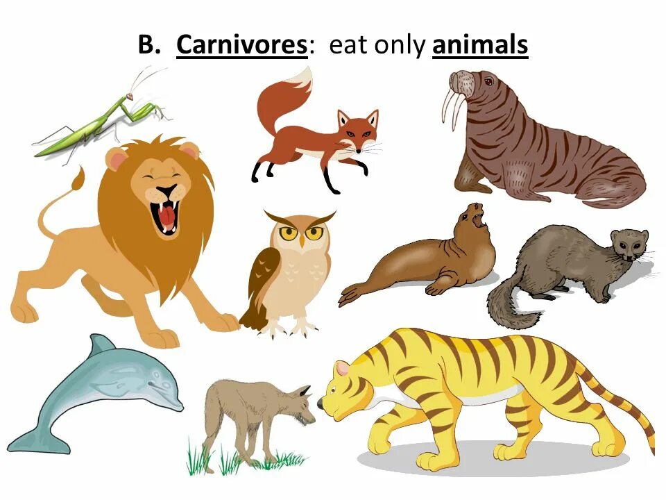 Плотоядные животные список животных 4. Плотоядные животные список. carnivore список животных.
