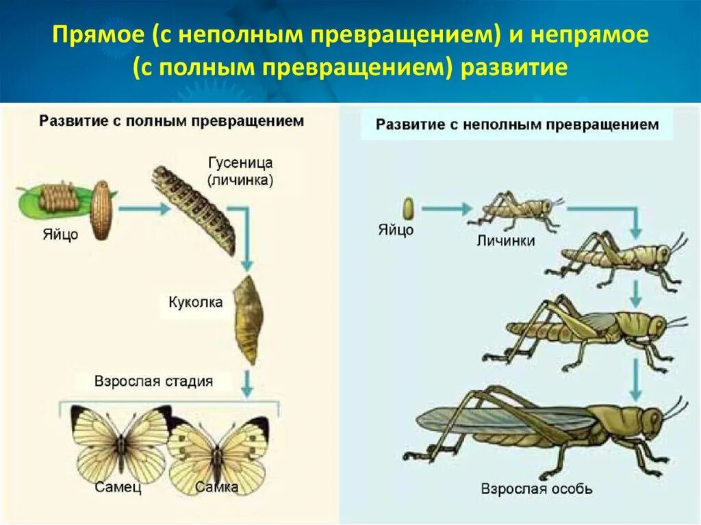 Какой тип развития характерен для европейского. Схема непрямого постэмбрионального развития с неполным превращением. Постэмбриональное развитие с неполным превращением. Онтогенез полное и неполное превращение. Постэмбриональное развитие Непрямое с неполным метаморфозом.