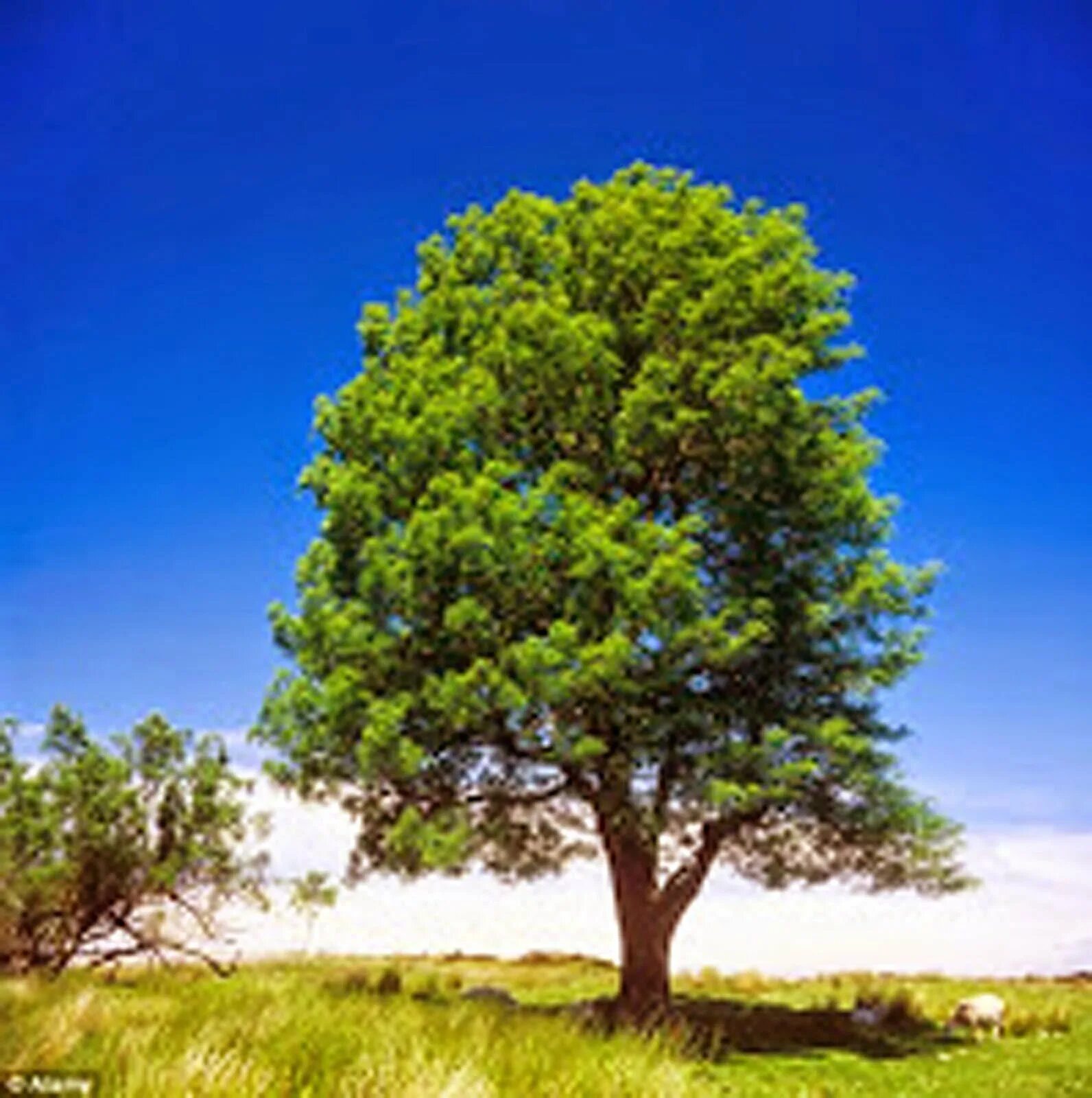 Дерево картинка. Дерево Tamanu Tree. Ясень в лесостепи. Ясень дерево крона. Дуб в лесостепи России.