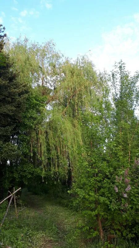 россошь детка